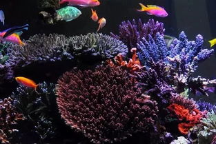 絕了！這半島布局海缸真是美絕了 打造夢幻水族箱的藝術指南